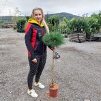Borovica čierna (Pinus nigra) ´MARIE BREGEON´® – výška 90-100 cm, kont. C5L  - NA KMIENKU